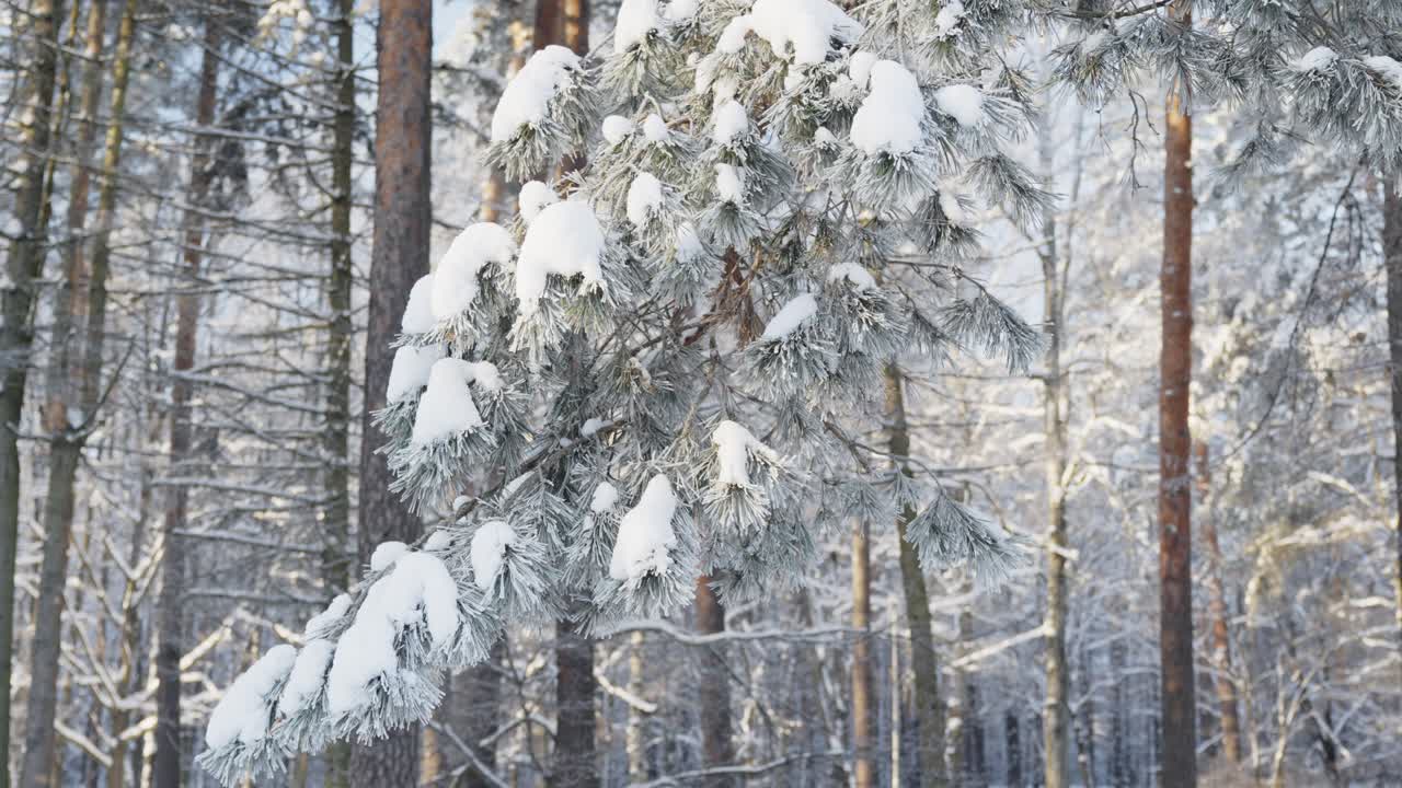 Skog dekket av snø etter en snøstorm, nærbilde av rimfrossent furutre, dag