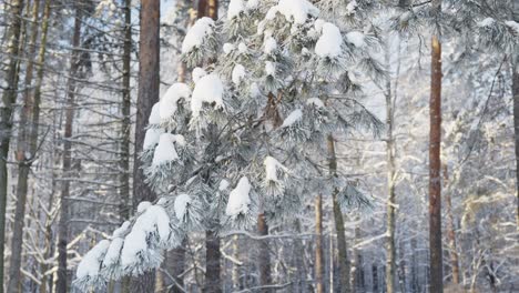 forest covered with snow after blizzard, close up of frosty pine tree, day