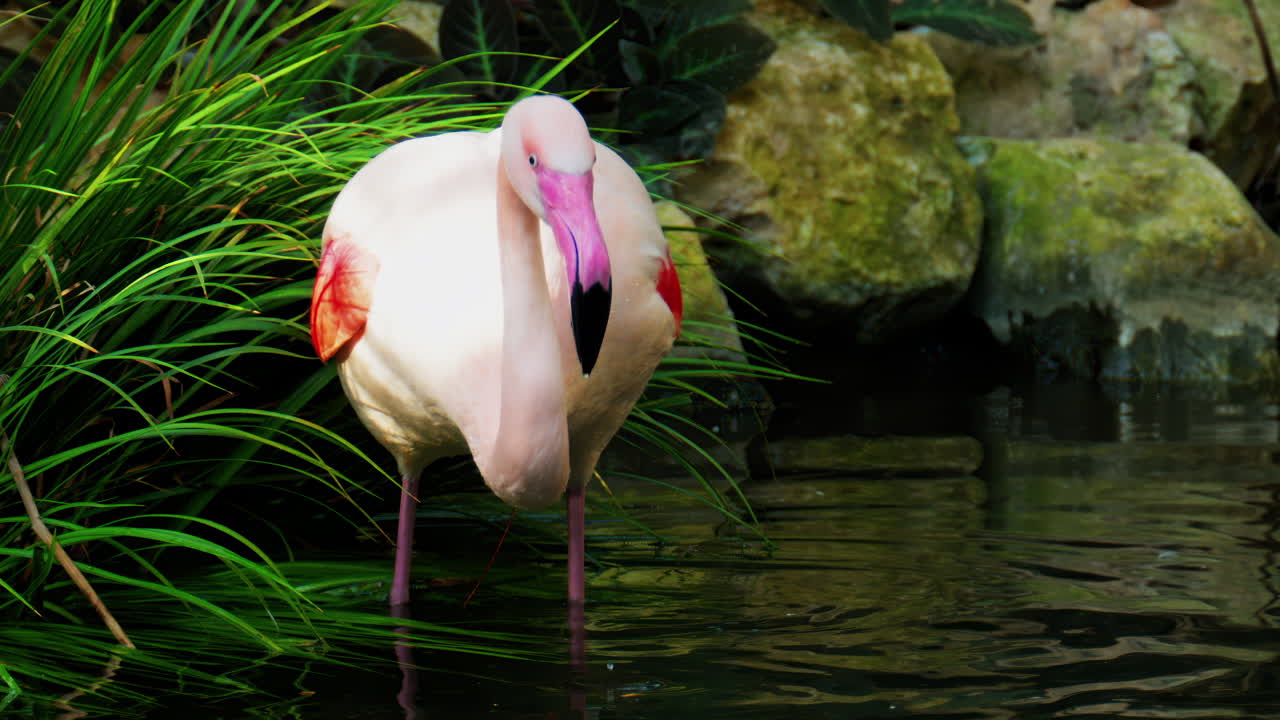 Close up of beautiful, pink flamingo moving in water at a zoo
