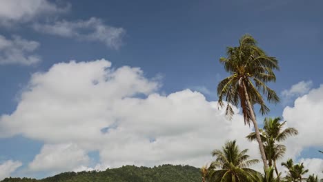 綠色棕<unk>樹和清晰的藍天在lamai海灘在koh samui島,一個熱帶海灘在泰國南部的島<unk>,東南亞