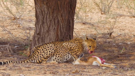 el guepardo devorando los intestinos sangrientos de una presa recién asesinada en el desierto de kalahari, áfrica meridional - tiro medio
