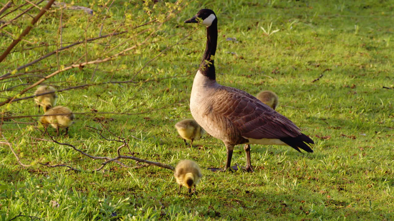 Canada geese hatchlings take their first swim and steps, seen in beautiful slow motion.