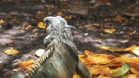 Close-up-shot-of-an-Iguana-eating-fruit-at-the-park-in-South-America