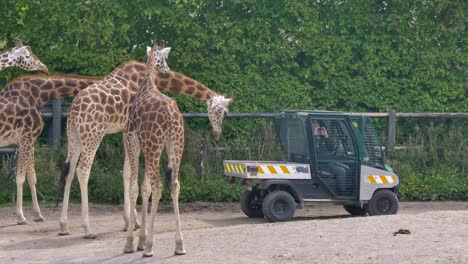 Las-Jirafas-Miran-Con-Curiosidad-Al-Cuidador-Del-Zoológico-En-Un-Vehículo-Utv-Protegido-En-Un-Corral-Cerrado