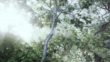 sunlight streaming through a dense foggy forest