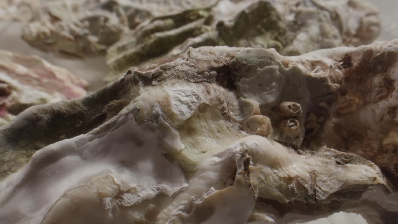 Close-up View of Textured Oyster Shells with Green Algae