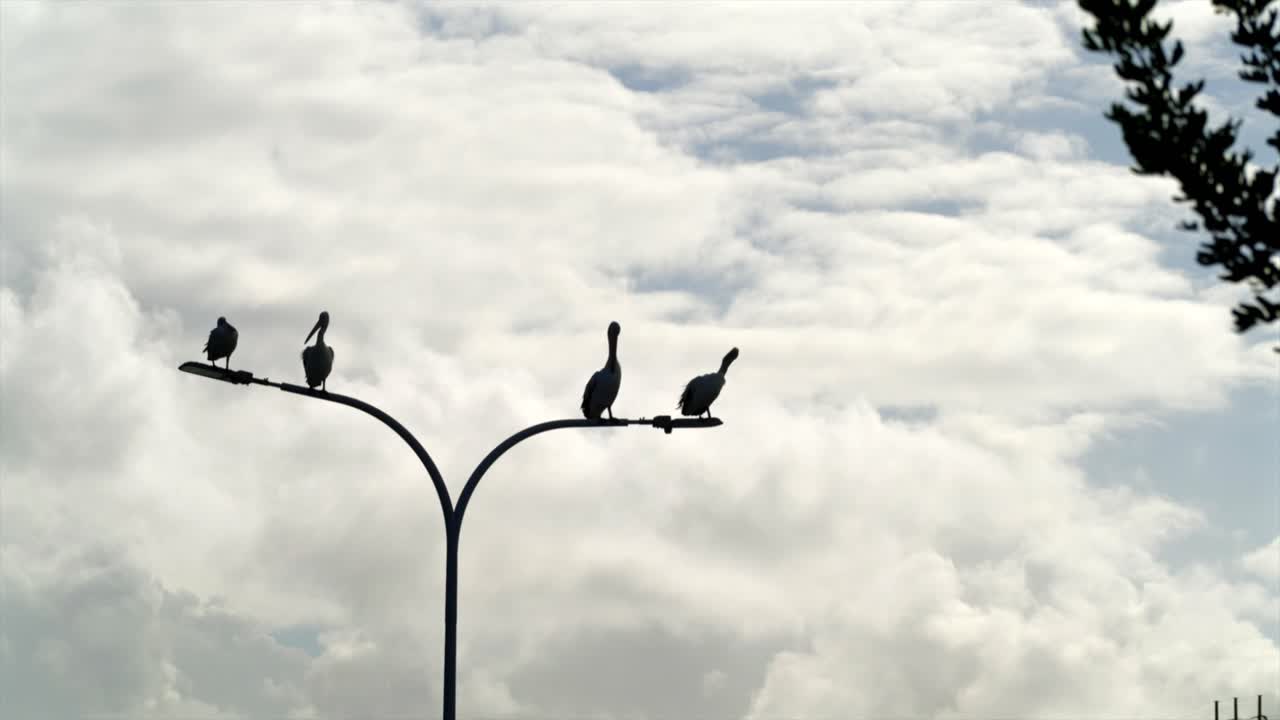 Quattro pellicani in silhouette su un lampione a Woy Woy, Australia.