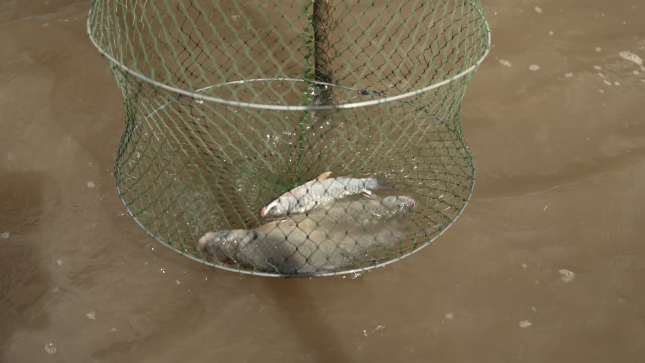 Captured fish inside classic cylindrical trap in muddy river water showing sustainable local harvesting