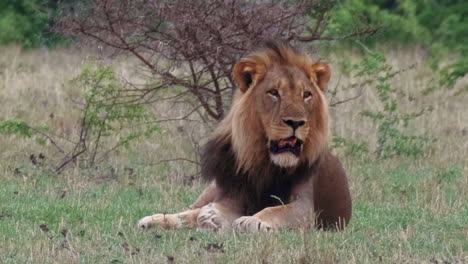 El-León-De-Melena-Negra-Sentado-En-La-Hierba-Dentro-Del-Parque-Nacional-Nxai-Pan-En-Botswana