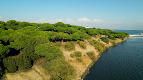 coastal vegetations with umbrella pine forest in el rompido, spain