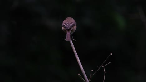 seen from its back while perched on a bamboo twig, brown shrike lanius cristatus, philippines