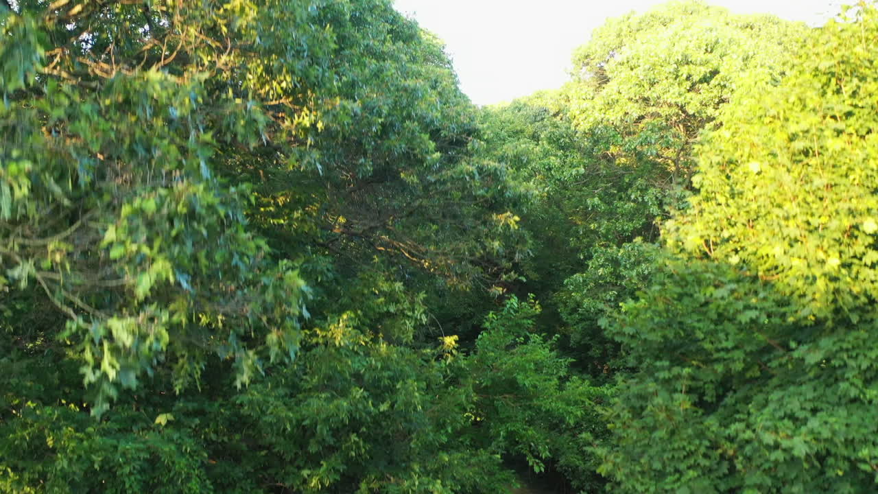 조용한 지역 공원에서 일몰 직전에 나무 위로 올라가는 느린 크레인 샷