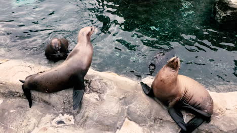 Seal-Animals-Play-on-Rock-near-famous-La-Jolla-Cove-north-of-San-Diego,-California