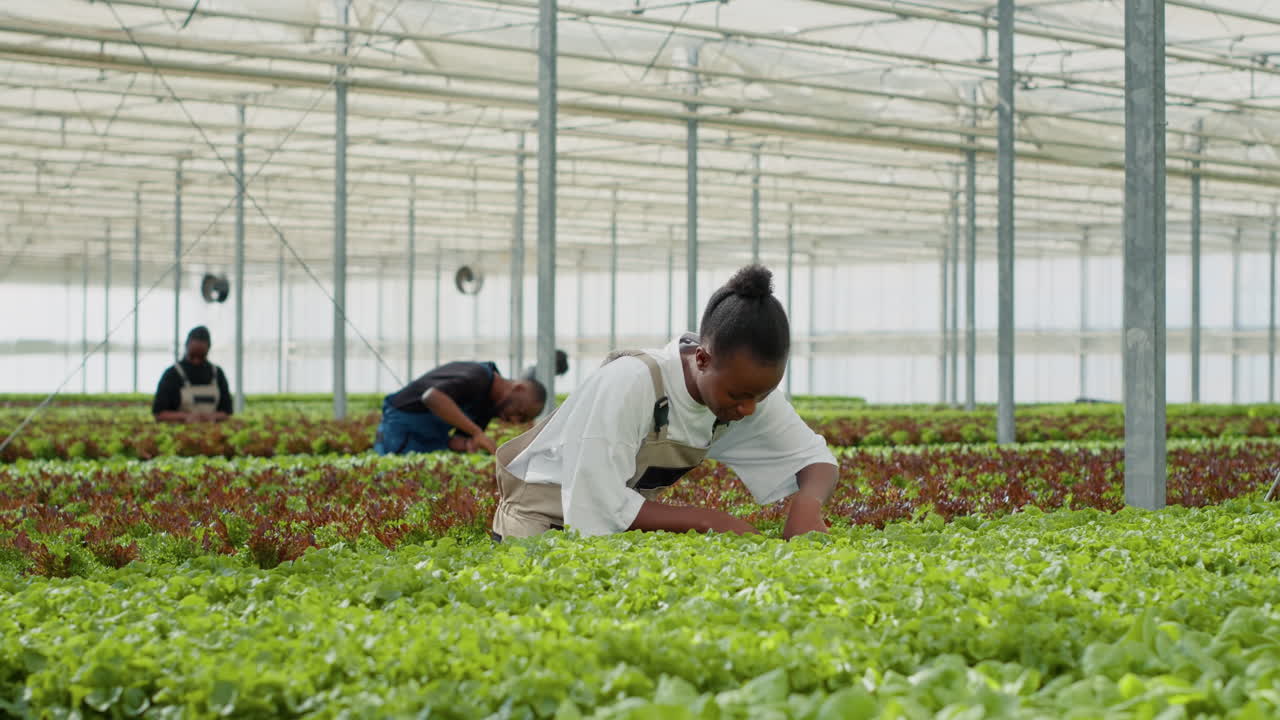 People harvesting lettuce in a greenhouse