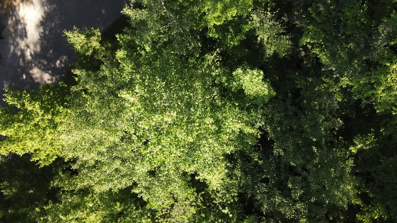 vista aérea de árboles verdes