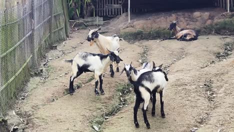 cabras en un recinto de la granja