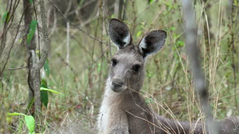 Primer-Plano-De-Canguro-Descansando-En-El-Monte-En-Australia