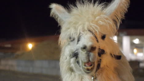 petting a llama chewing at night