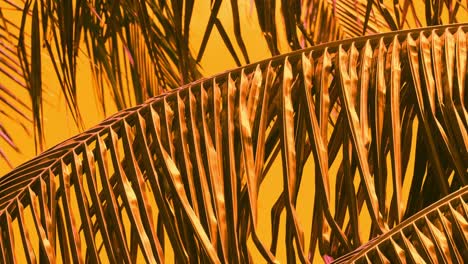 coconut palm leaves and branches blowing in the gentle wind - close up with a warm color grade for an interesting background