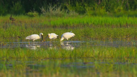 eurasian spoonbill with long spoon beaks, finding food from waters of marshland at bird sanctuary