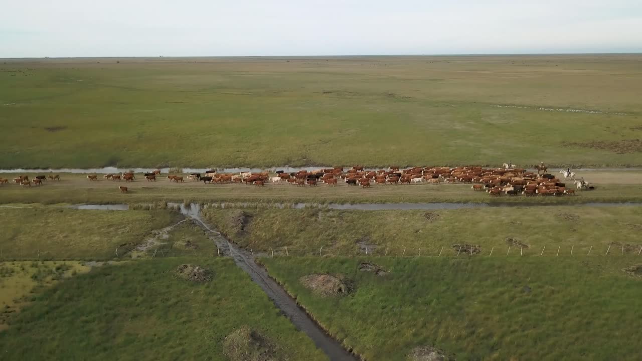 Mandria di bovini che attraversa un sentiero rurale con cowboy, vasti campi verdi, vista aerea.