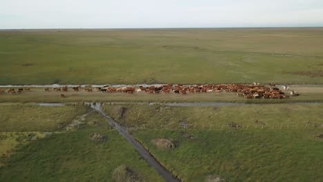 Cattle-herd-crossing-a-rural-path-with-cowboys,-expansive-green-fields,-aerial-view