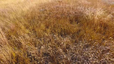 vuelo bajo sobre hierba silvestre de otoño