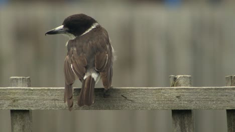 Butcherbird-Perched-On-Fence-Trellis-Australia-Gippsland-Victoria-Maffra-Close-Up