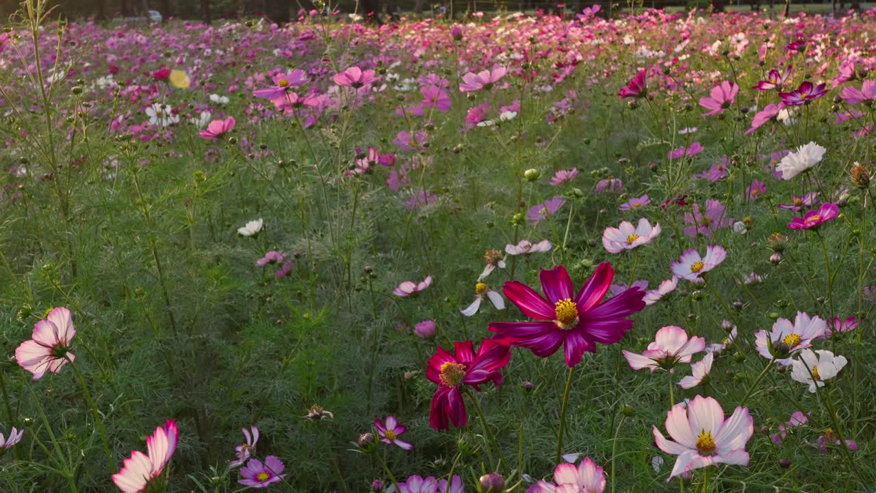 A beautiful, expansive field of pink and white cosmos flowers, swaying gently in soft natural light.