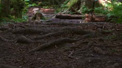 Tree-roots-along-a-hiking-trail-sticking-out-of-the-ground---tripping-hazard,-erosion,-foundation