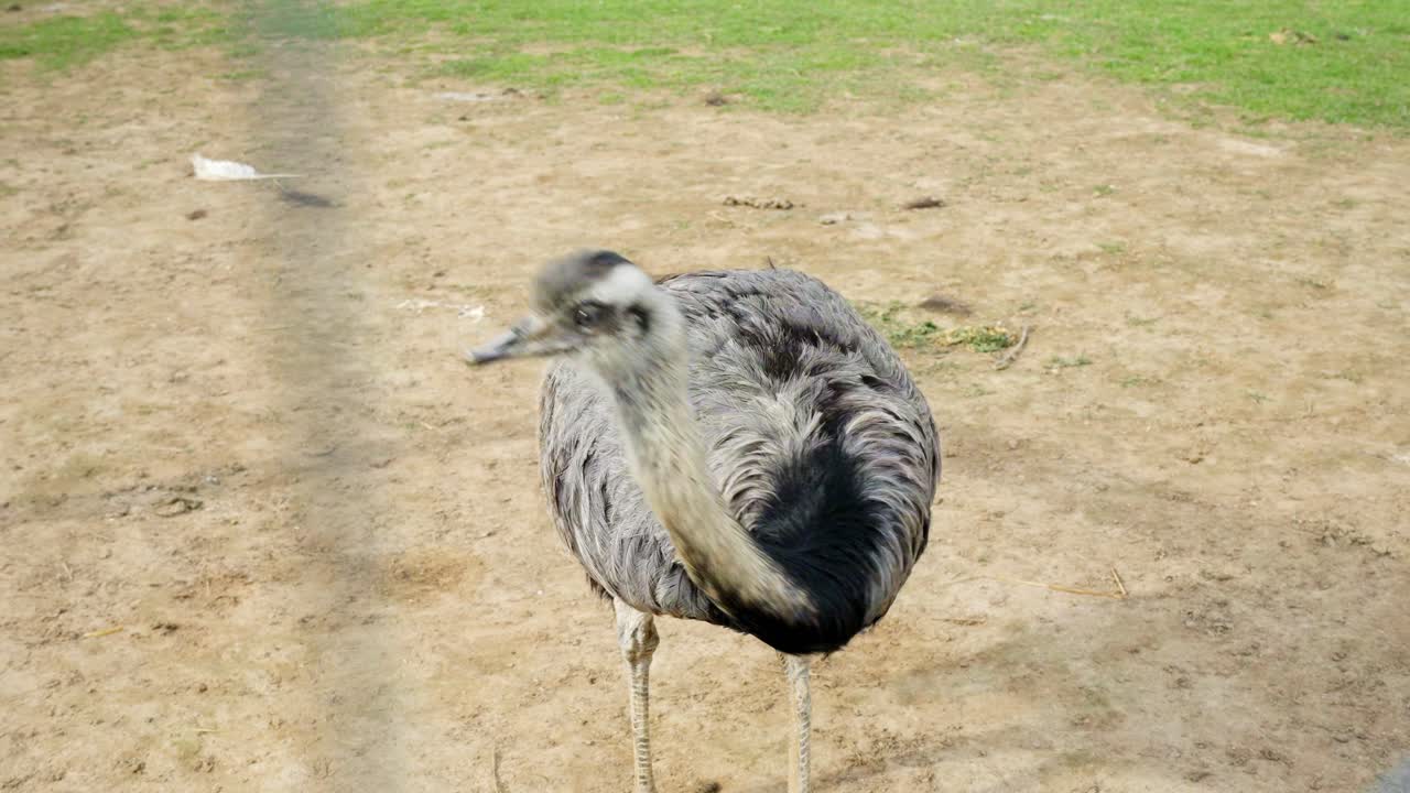 Rhea (Rhea americana), also known as the ñandú or South American ostrich, is seen walking across a dry dirt area inside a petting zoo enclosure, captured during daylight under clear skies