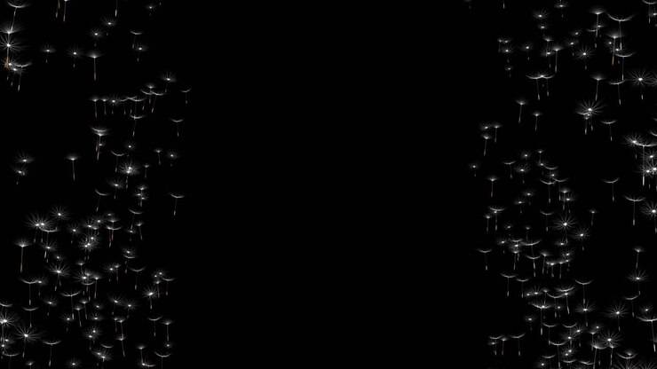 Dandelion Seeds on Black and Green Background