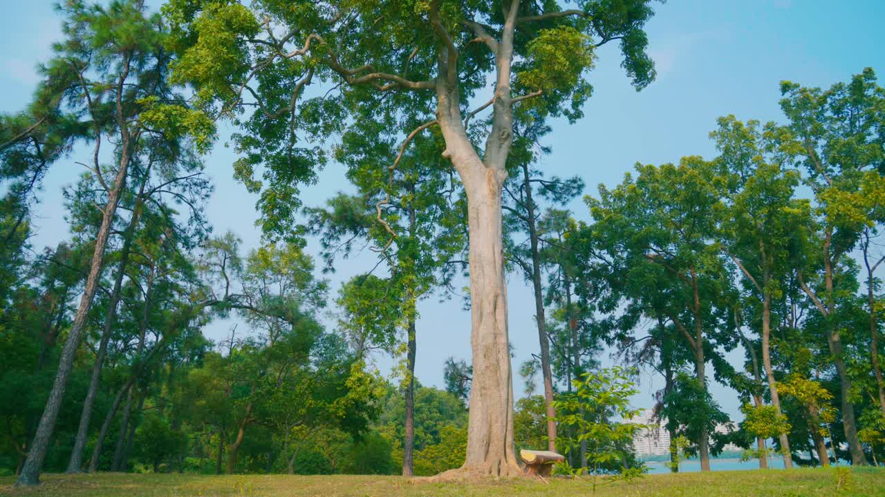 바람이 흔들리는 나무