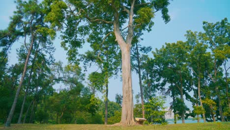 wind swaying trees