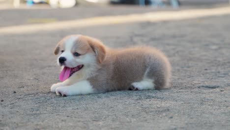 Kleiner-Welpe-Corgi,-Der-Auf-Dem-Feld-Spielt