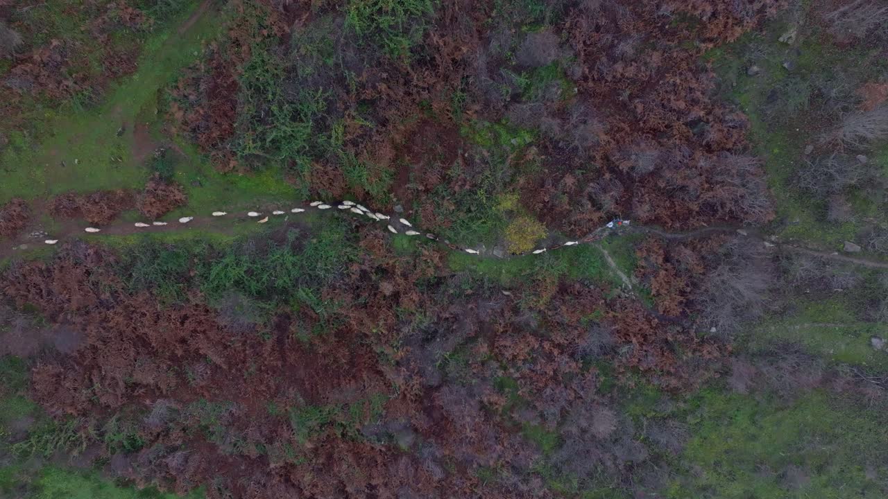 Droneoptagelse af fredfyldte får og en hyrde, der vandrer i de albanske bakker