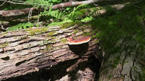 mature resinous polypore wild mushroom growing on mossy log in forest