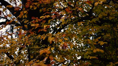 Cold-Autumn-breeze-moving-colorful-yellowish-leaves-in-the-park-on-a-cold-wet-afternoon,-TILT