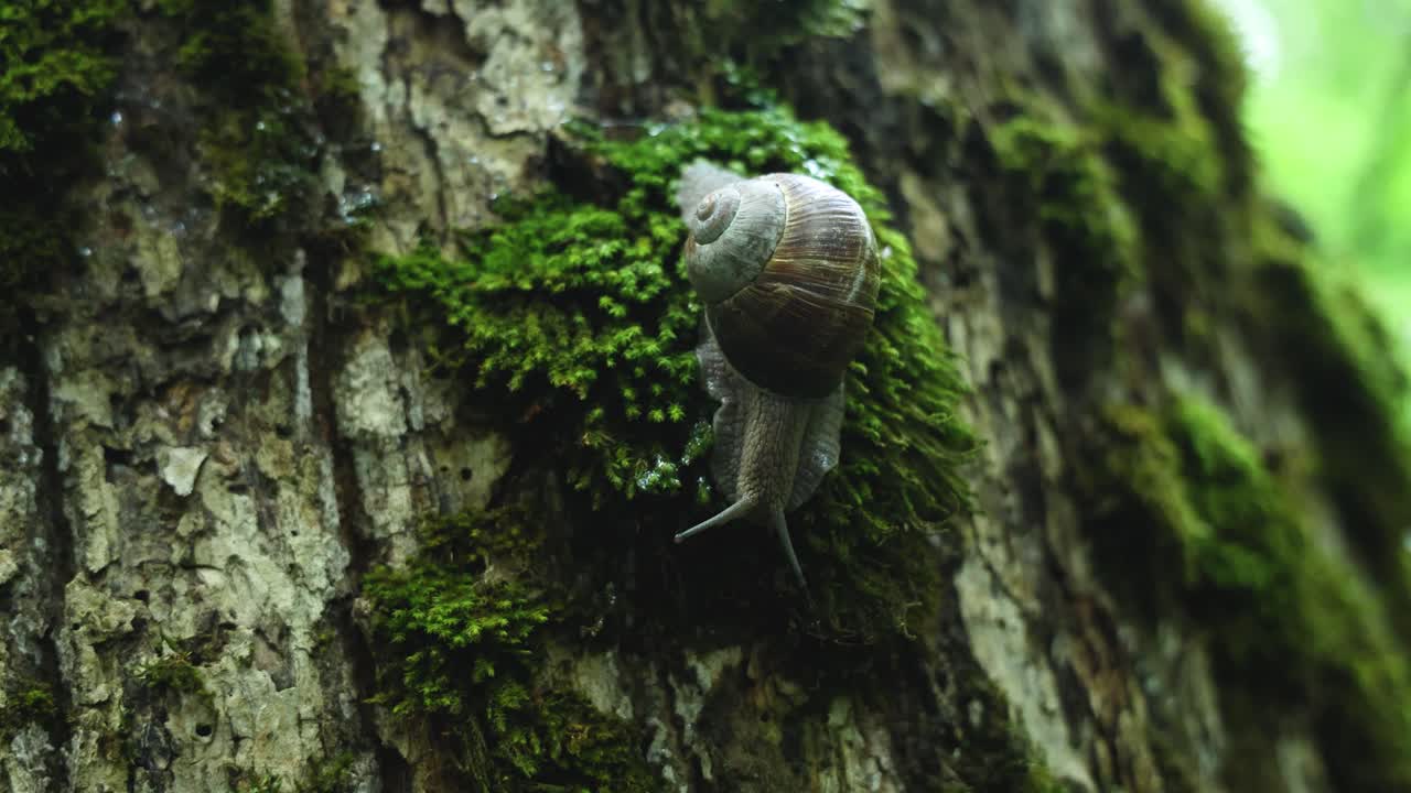 Lumaca su un albero muschioso nella foresta di Białowieża, Polonia.