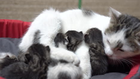 Madre-Gata-Amamantando-A-Gatitos-Jóvenes-En-Una-Cama-Para-Mascotas,-De-Cerca