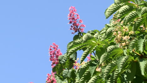 Indischer-Kastanienhain-Mit-Rosa-Und-Gelben-Blüten-Und-Grünen-Blättern,-Blauer-Himmel-Im-Hintergrund