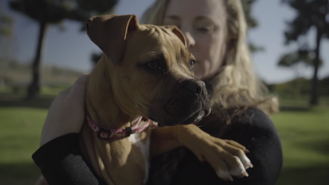 Woman holding adorable boxer puppy in the park (Cinematic)