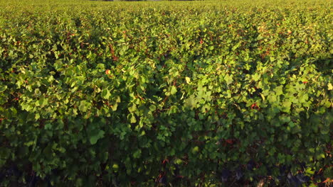 Weinberg-Luftaufnahme-Bei-Sonnenuntergang,-Landwirtschaftliches-Feld-In-Langhe,-Piemont