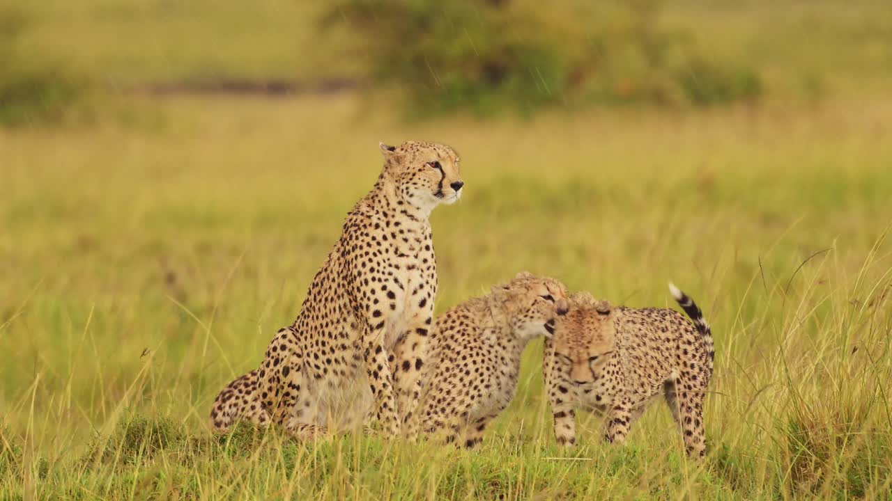el guepardo vigilando las llanuras vacías en busca de comida, la lluvia lloviendo sobre el exuberante paisaje de la reserva masai mara norte, la vida silvestre africana en la reserva nacional masai mara