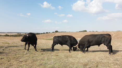 Aufnahmen-Von-Ein-Paar-Wütenden-Bullen,-Die-Auf-Dem-Feld-Kämpfen