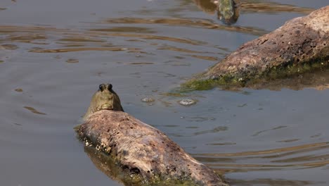 One-facing-towards-the-camera-while-resting-on-a-drifting-wood-then-the-other-one-swims-away-to-the-back-and-then-other-followed