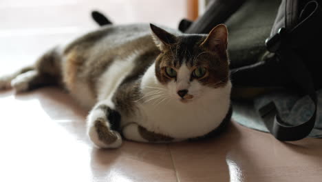 Linda-Cara-De-Gato-Con-Piel-De-Color-Blanco-Y-Negro