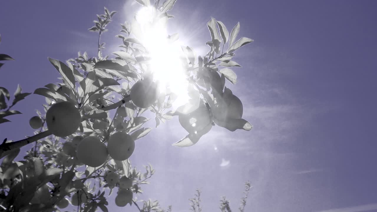 Apples on a tree branch