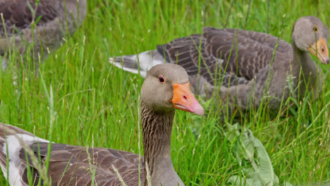 Family-of-Canadian-Greylag-geese-feeding-amongst-the-reedbeds-of-the-Lincolnshire-marshlands-and-enjoying-the-summer-sun