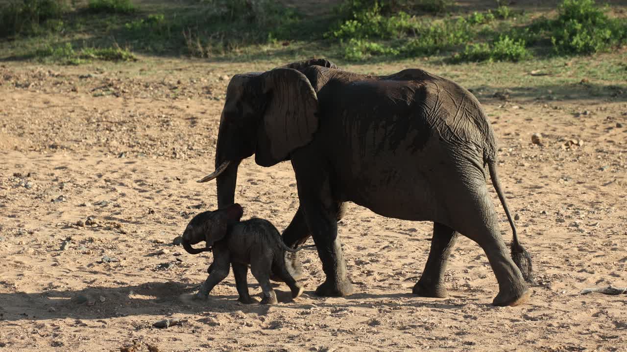 un pequeño elefante caminando junto a su madre en camino al pozo de agua